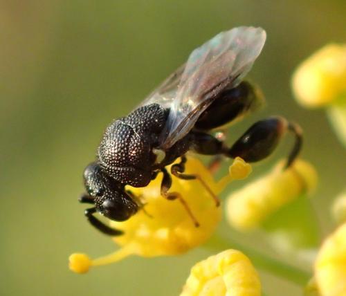 Réf. 251 772 : Brachymeria walkeri